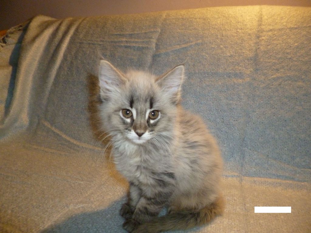 Gatti Norvegesi - cuccioli
