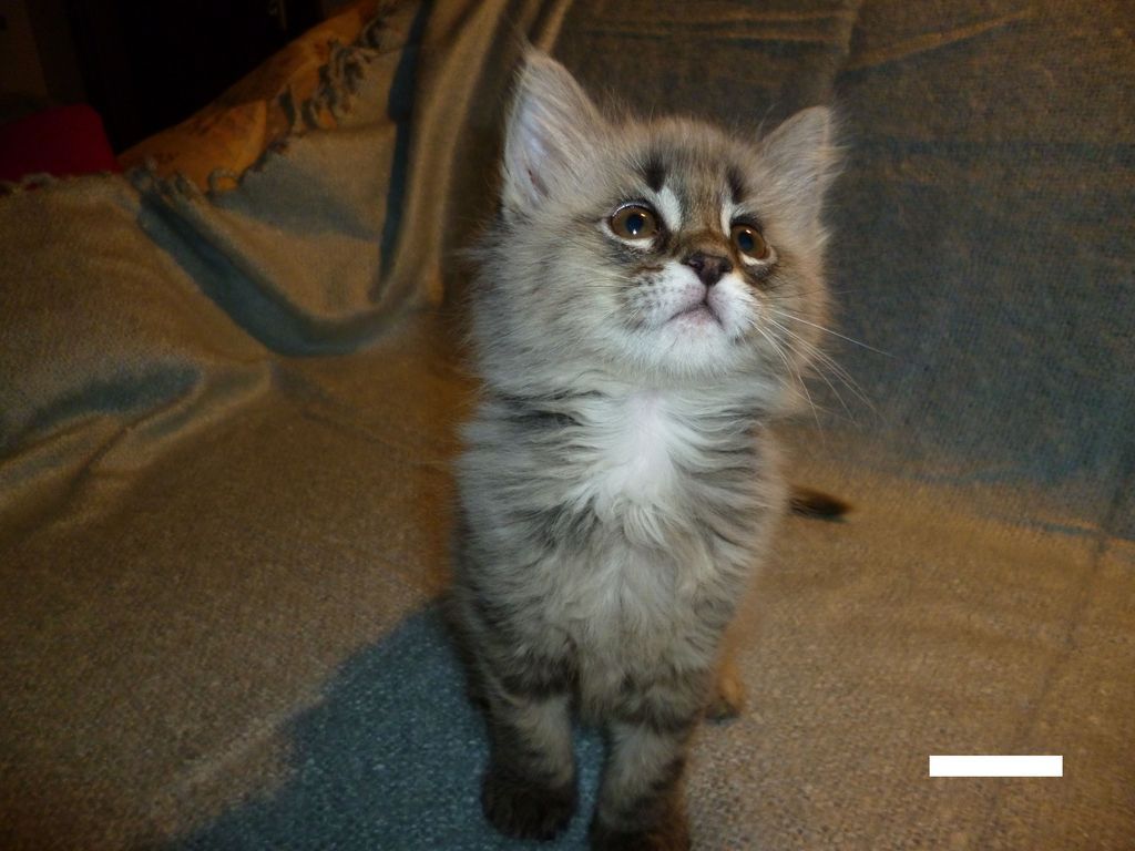 Gatti Norvegesi - cuccioli