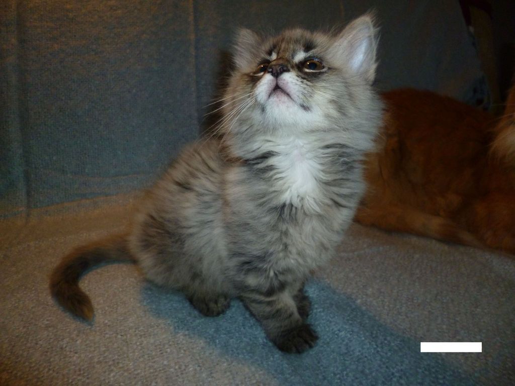 Gatti Norvegesi - cuccioli