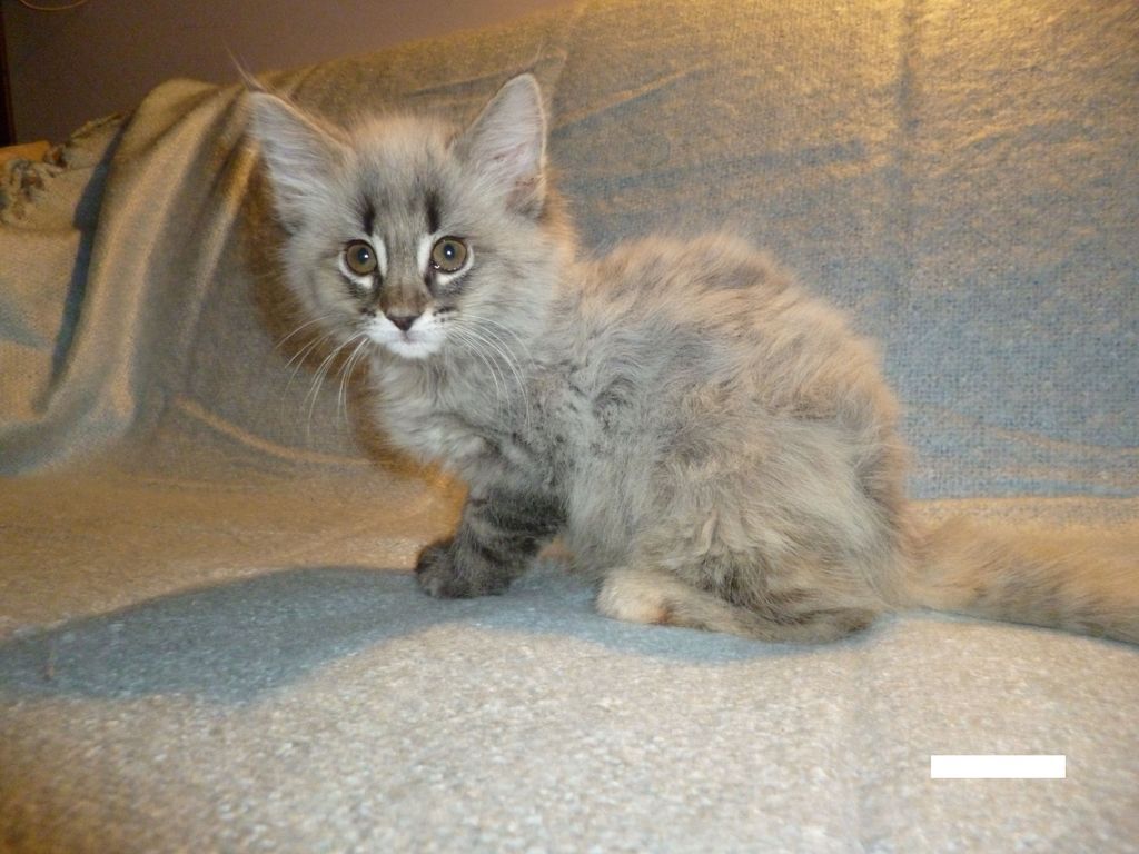 Gatti Norvegesi - cuccioli