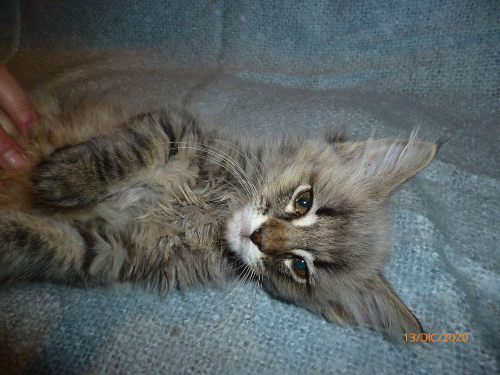 Gatti Norvegesi - cuccioli