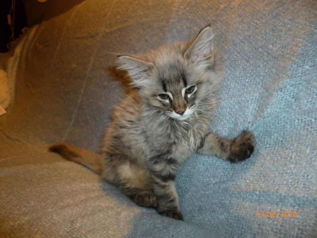 Gatti Norvegesi - cuccioli