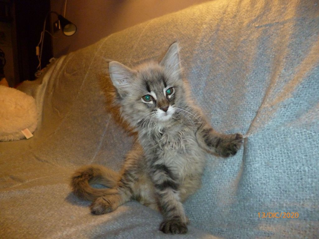 Gatti Norvegesi - cuccioli
