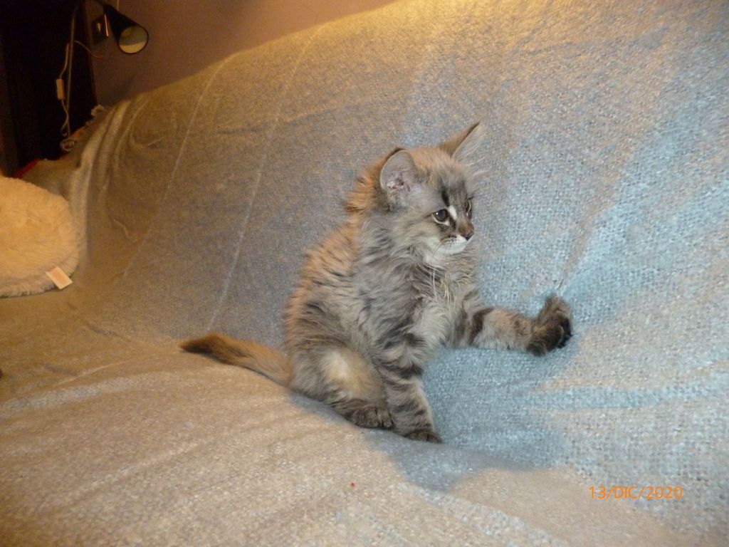 Gatti Norvegesi - cuccioli