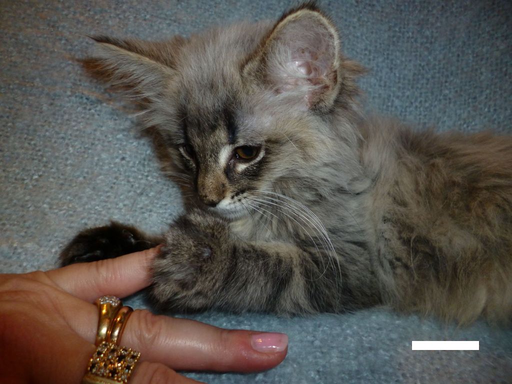 Gatti Norvegesi - cuccioli