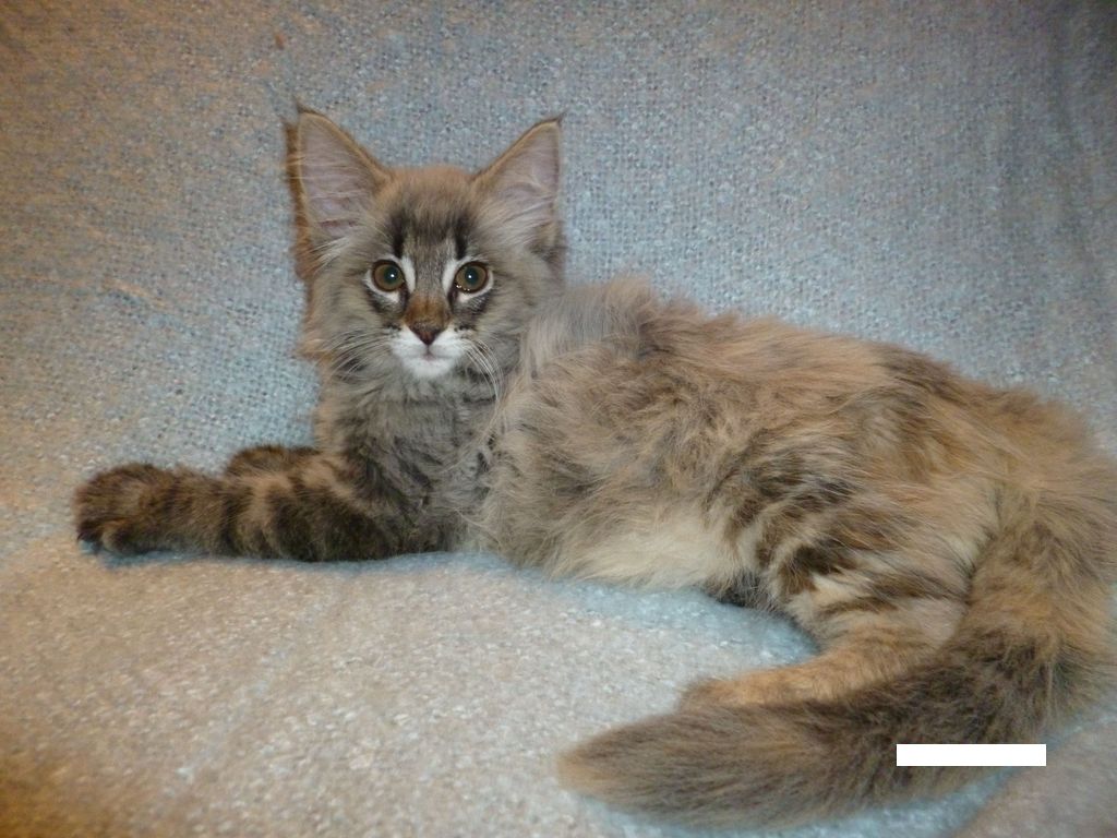 Gatti Norvegesi - cuccioli