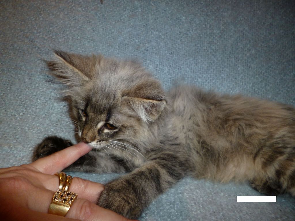 Gatti Norvegesi - cuccioli