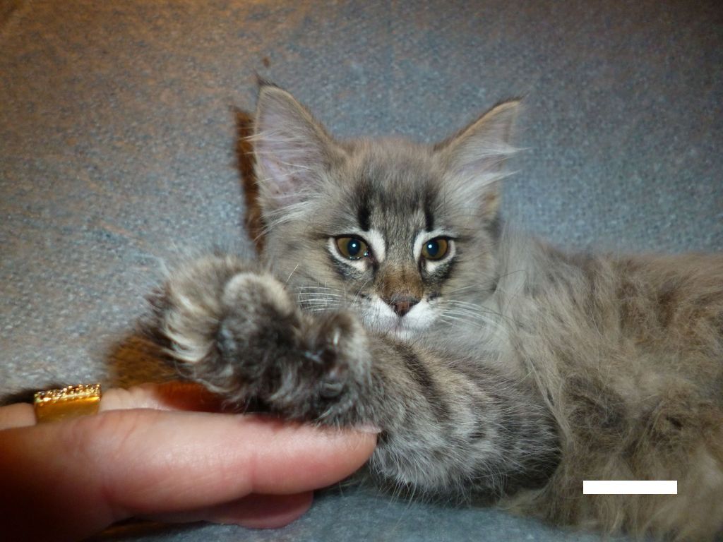 Gatti Norvegesi - cuccioli