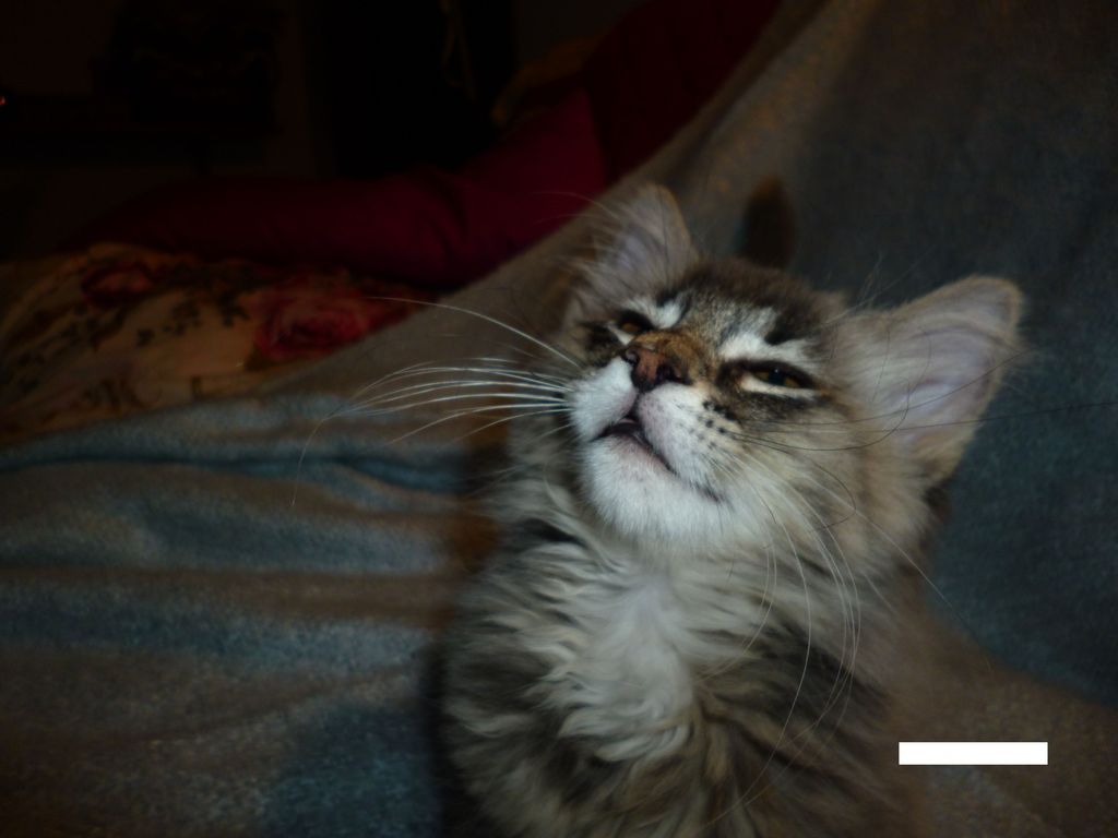 Gatti Norvegesi - cuccioli