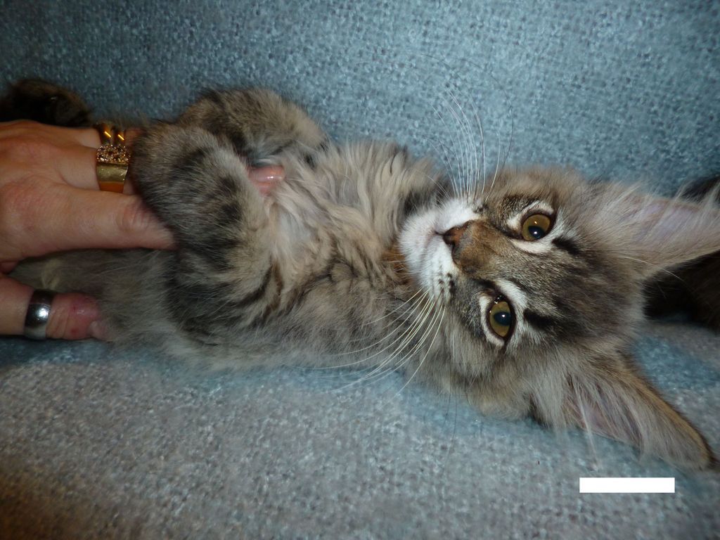 Gatti Norvegesi - cuccioli