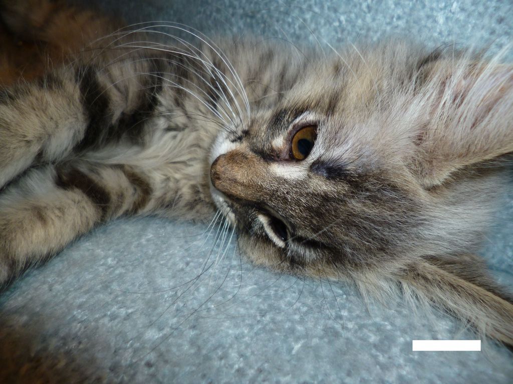 Gatti Norvegesi - cuccioli