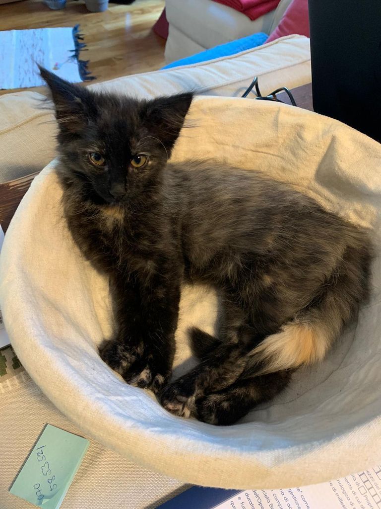 Gatti Norvegesi - cuccioli