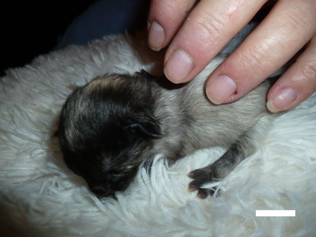 Gatti Norvegesi - cuccioli