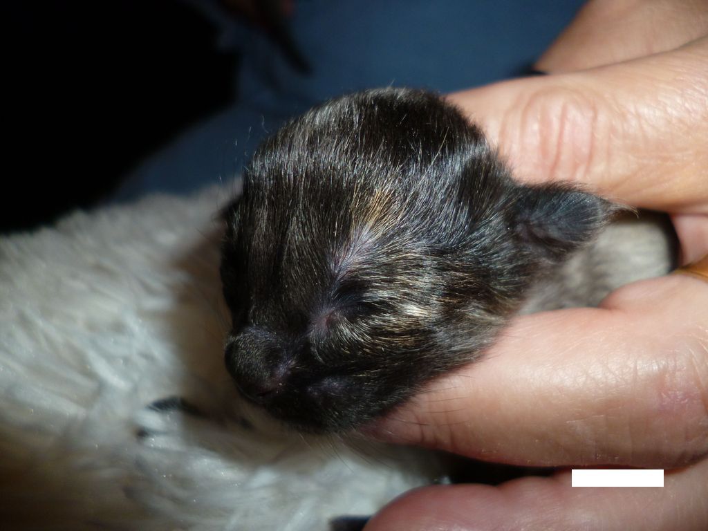 Gatti Norvegesi - cuccioli
