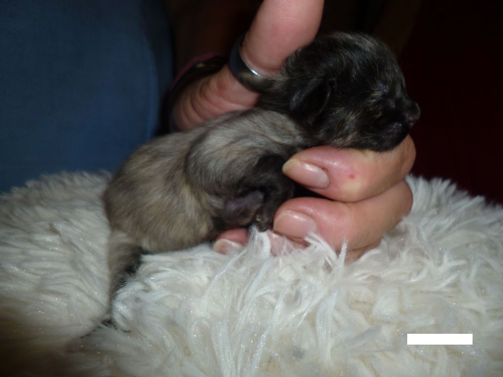 Gatti Norvegesi - cuccioli