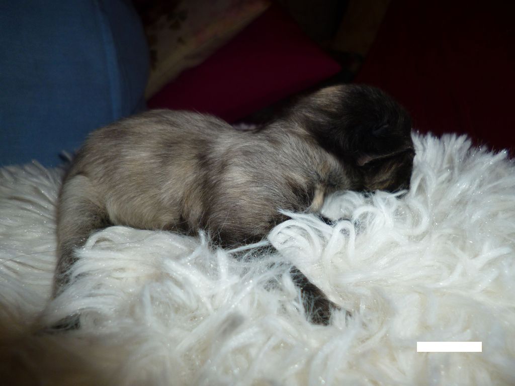 Gatti Norvegesi - cuccioli