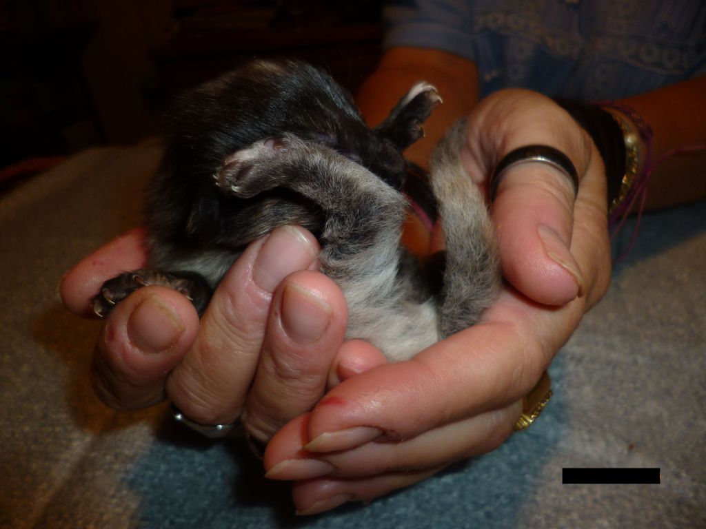 Gatti Norvegesi - cuccioli