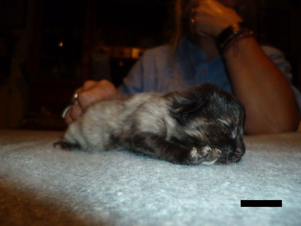 Gatti Norvegesi - cuccioli