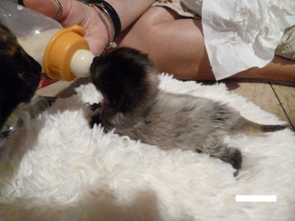 Gatti Norvegesi - cuccioli