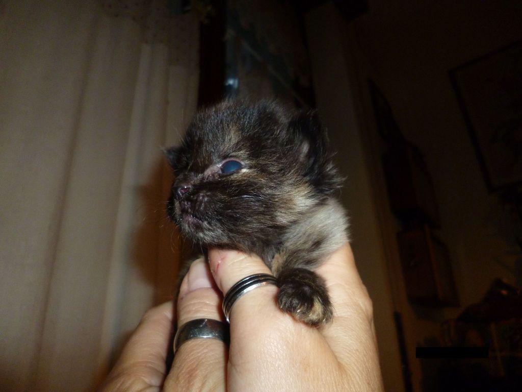 Gatti Norvegesi - cuccioli