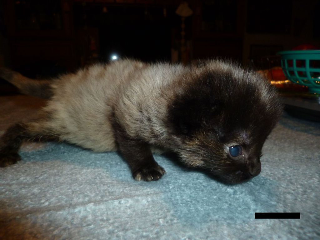 Gatti Norvegesi - cuccioli