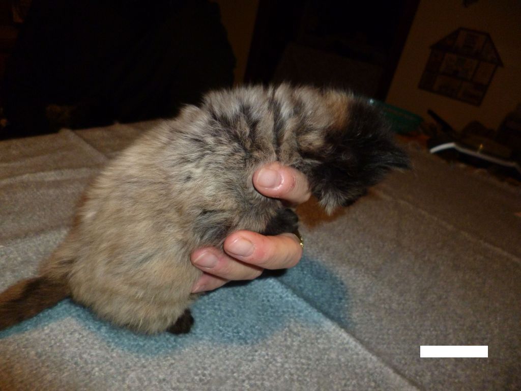 Gatti Norvegesi - cuccioli