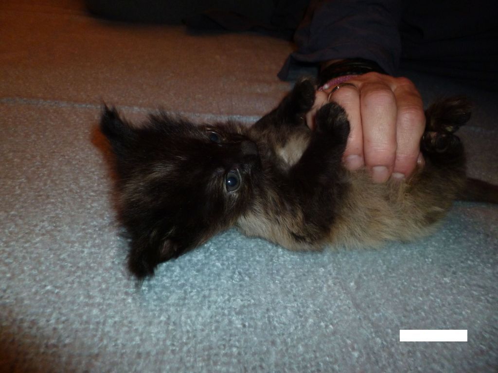 Gatti Norvegesi - cuccioli