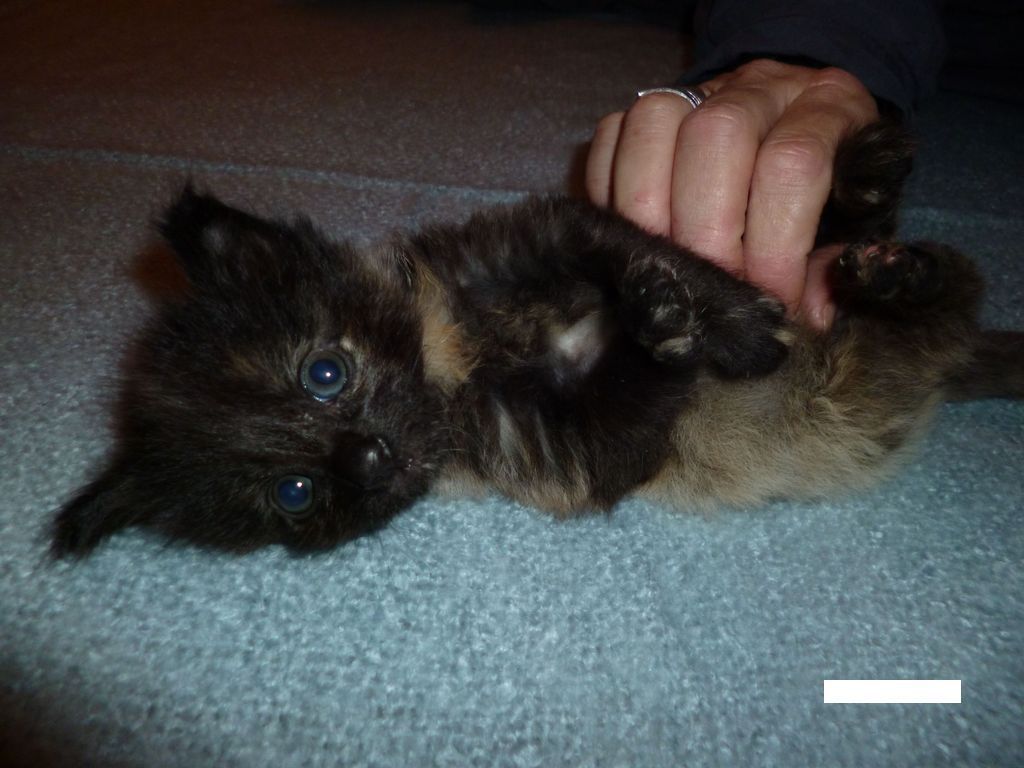 Gatti Norvegesi - cuccioli