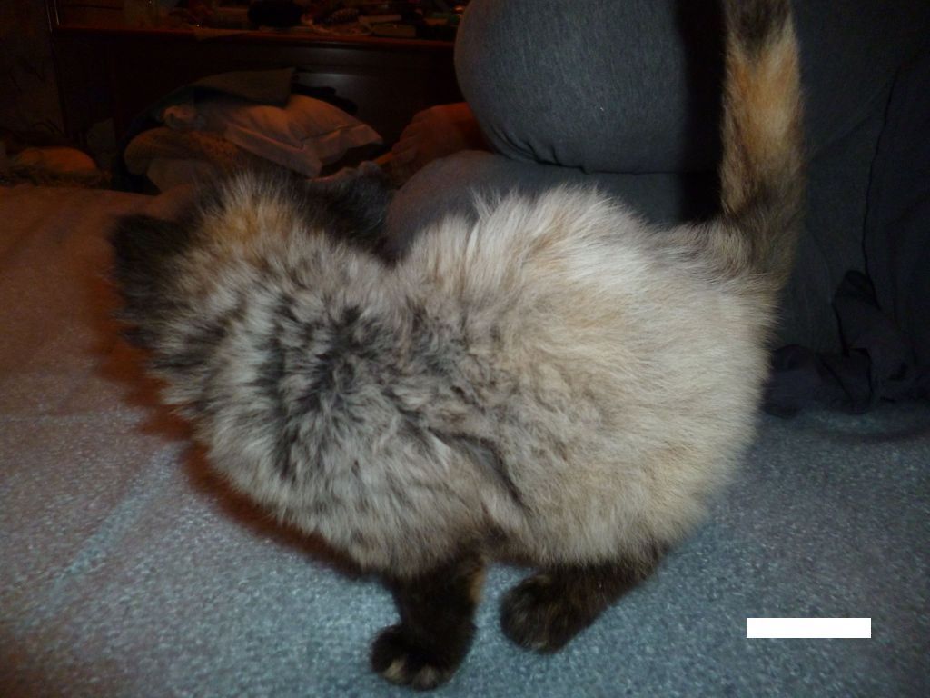Gatti Norvegesi - cuccioli