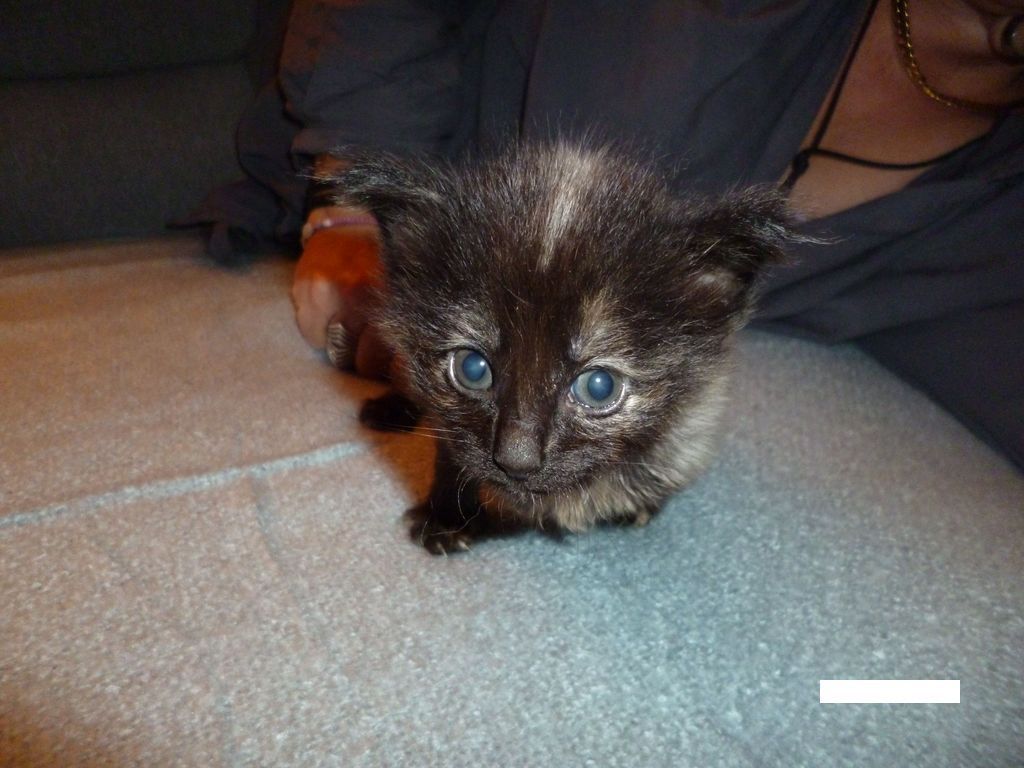 Gatti Norvegesi - cuccioli