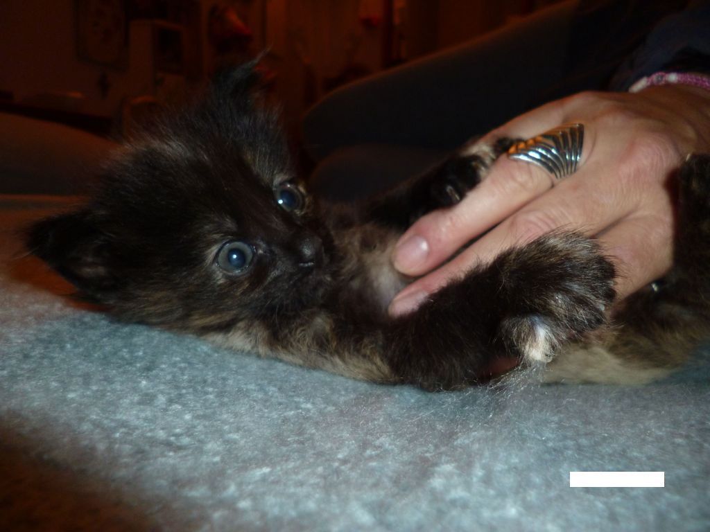 Gatti Norvegesi - cuccioli