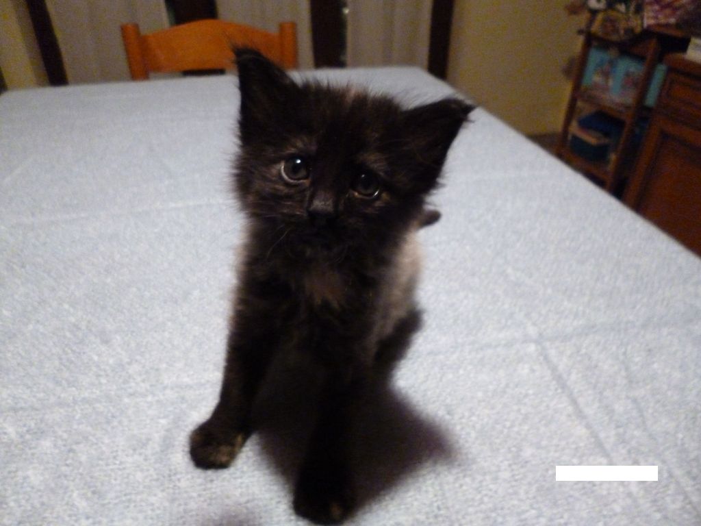 Gatti Norvegesi - cuccioli