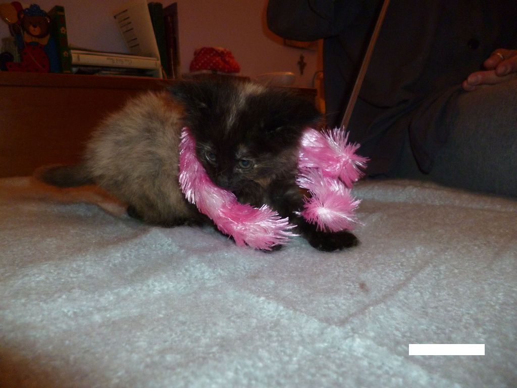 Gatti Norvegesi - cuccioli