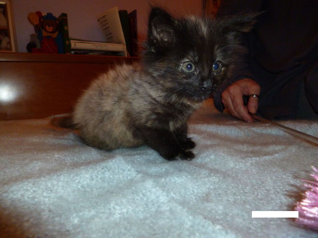 Gatti Norvegesi - cuccioli