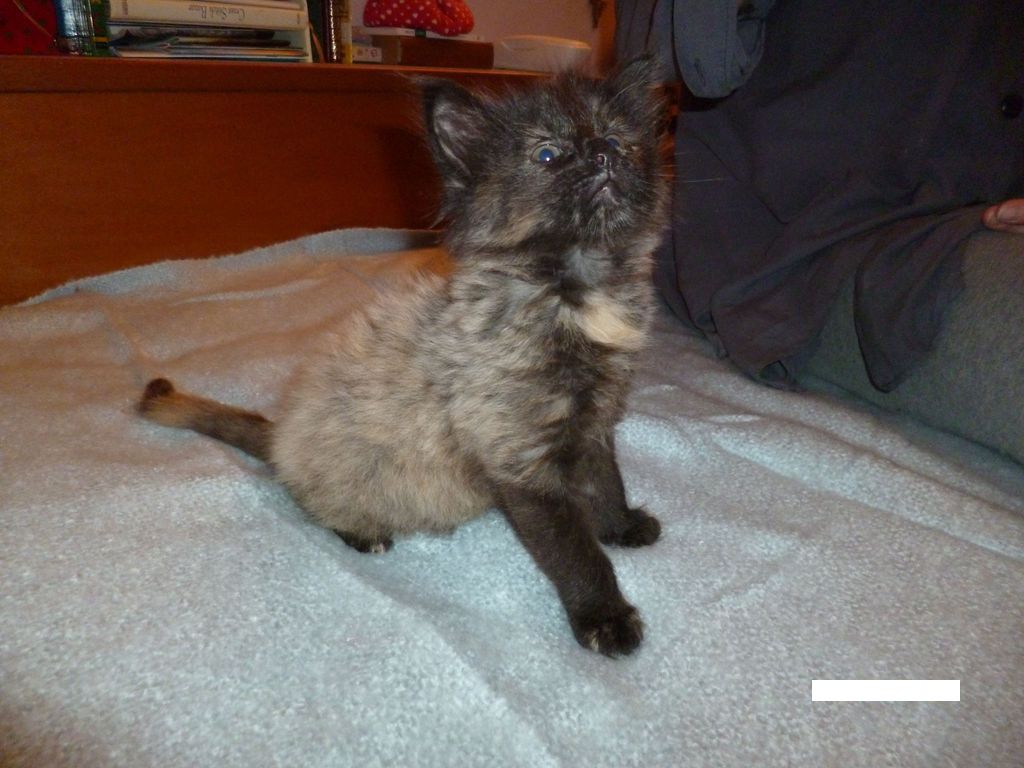 Gatti Norvegesi - cuccioli