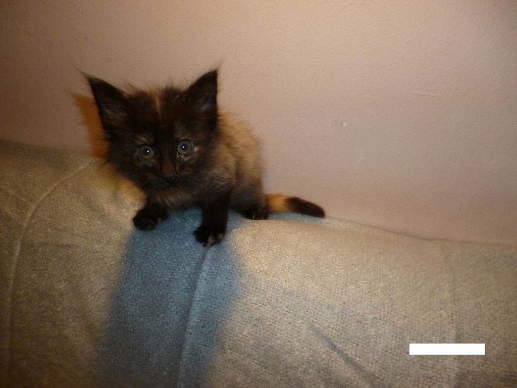 Gatti Norvegesi - cuccioli