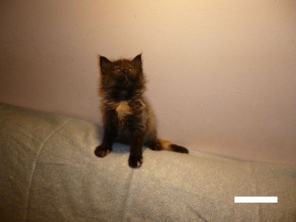 Gatti Norvegesi - cuccioli