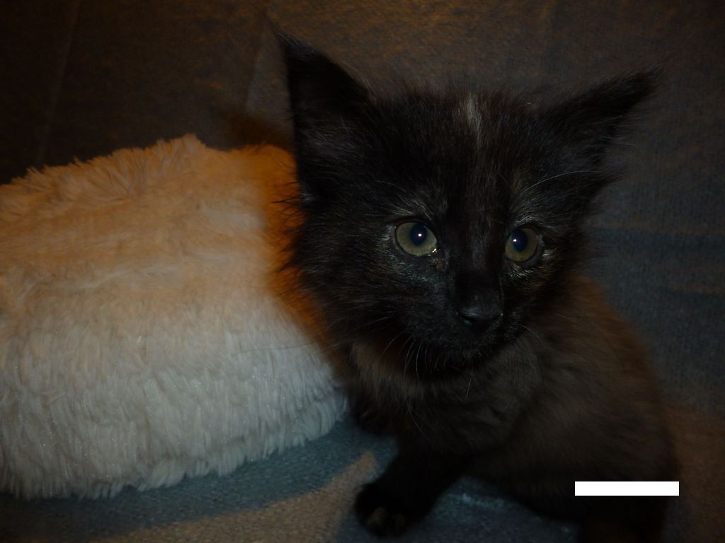 Gatti Norvegesi - cuccioli