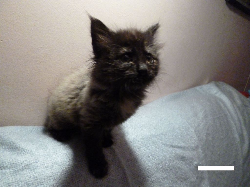 Gatti Norvegesi - cuccioli