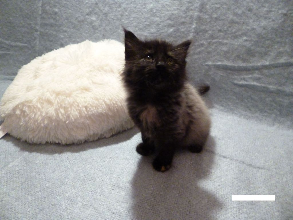 Gatti Norvegesi - cuccioli