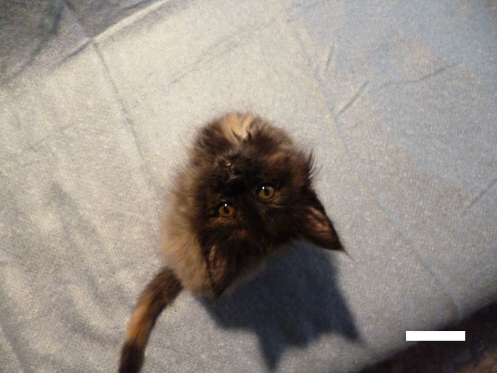 Gatti Norvegesi - cuccioli