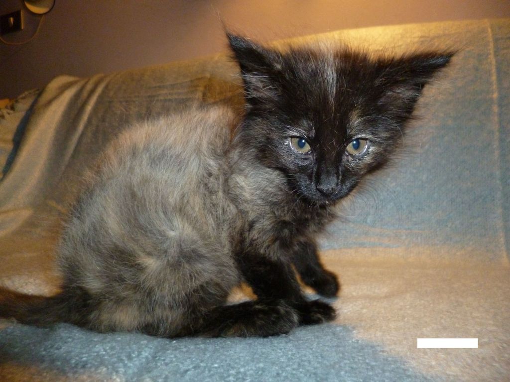 Gatti Norvegesi - cuccioli