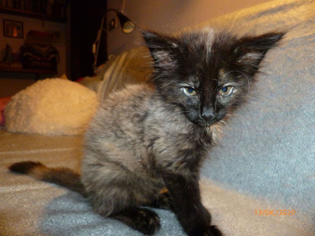 Gatti Norvegesi - cuccioli