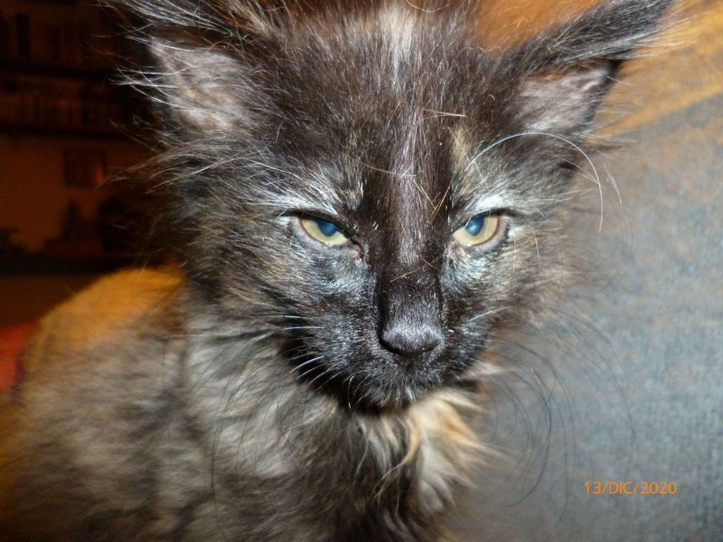 Gatti Norvegesi - cuccioli