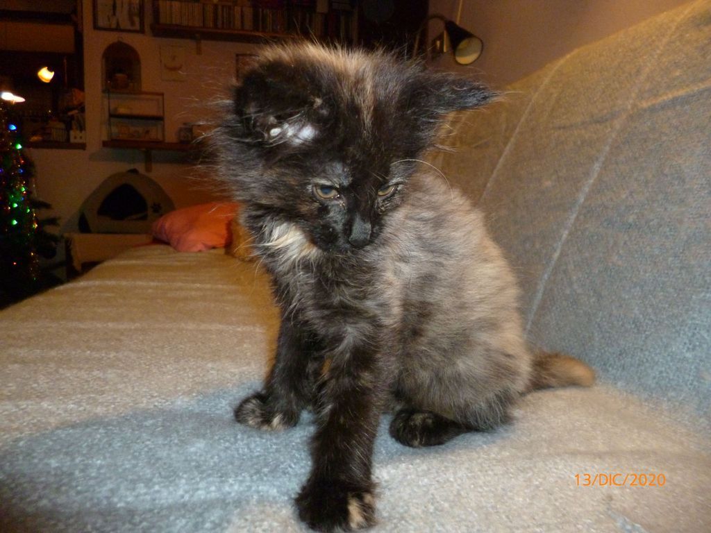 Gatti Norvegesi - cuccioli