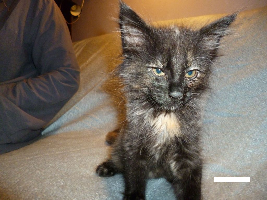 Gatti Norvegesi - cuccioli