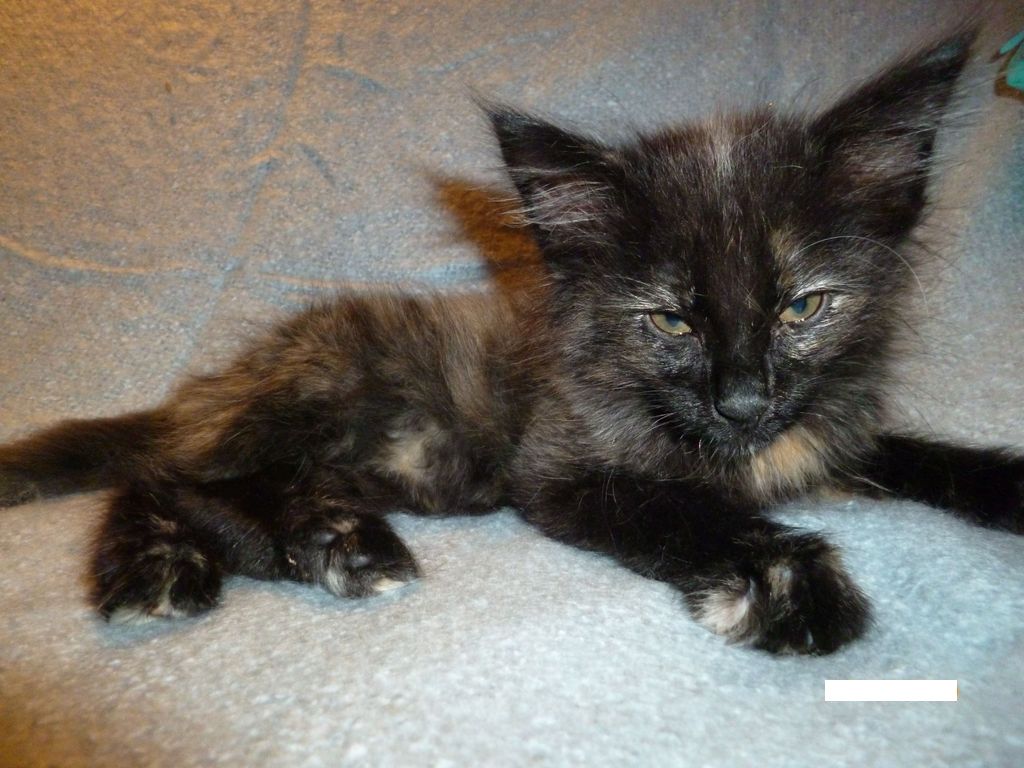 Gatti Norvegesi - cuccioli