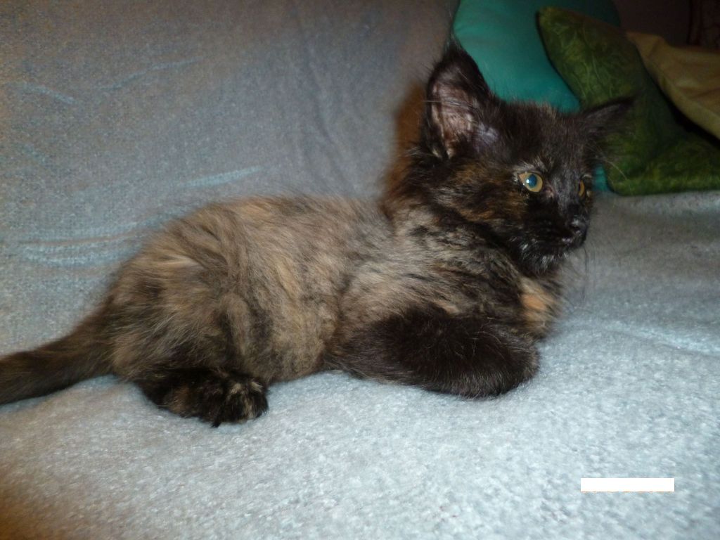 Gatti Norvegesi - cuccioli