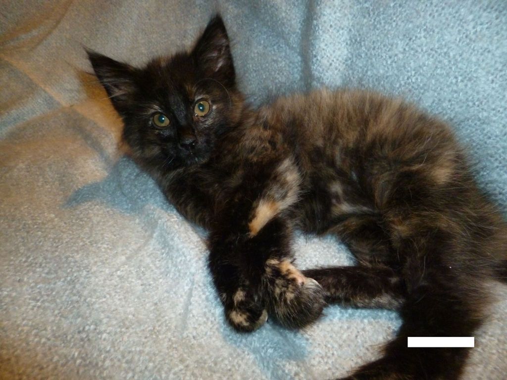 Gatti Norvegesi - cuccioli