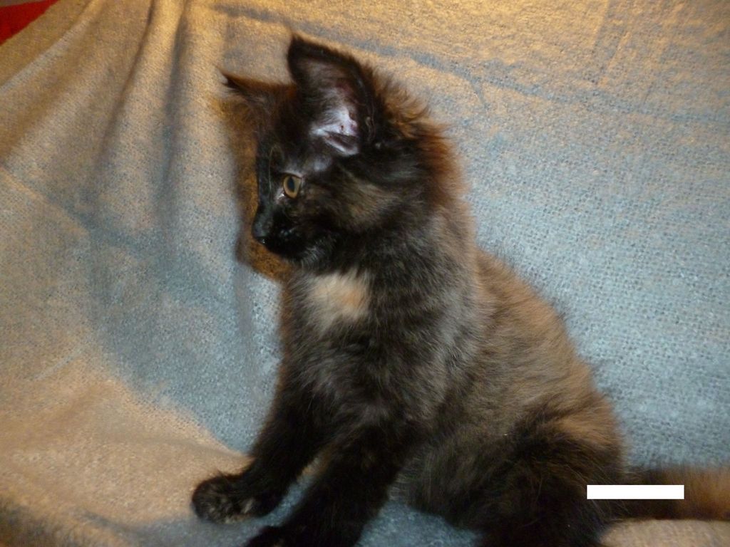 Gatti Norvegesi - cuccioli